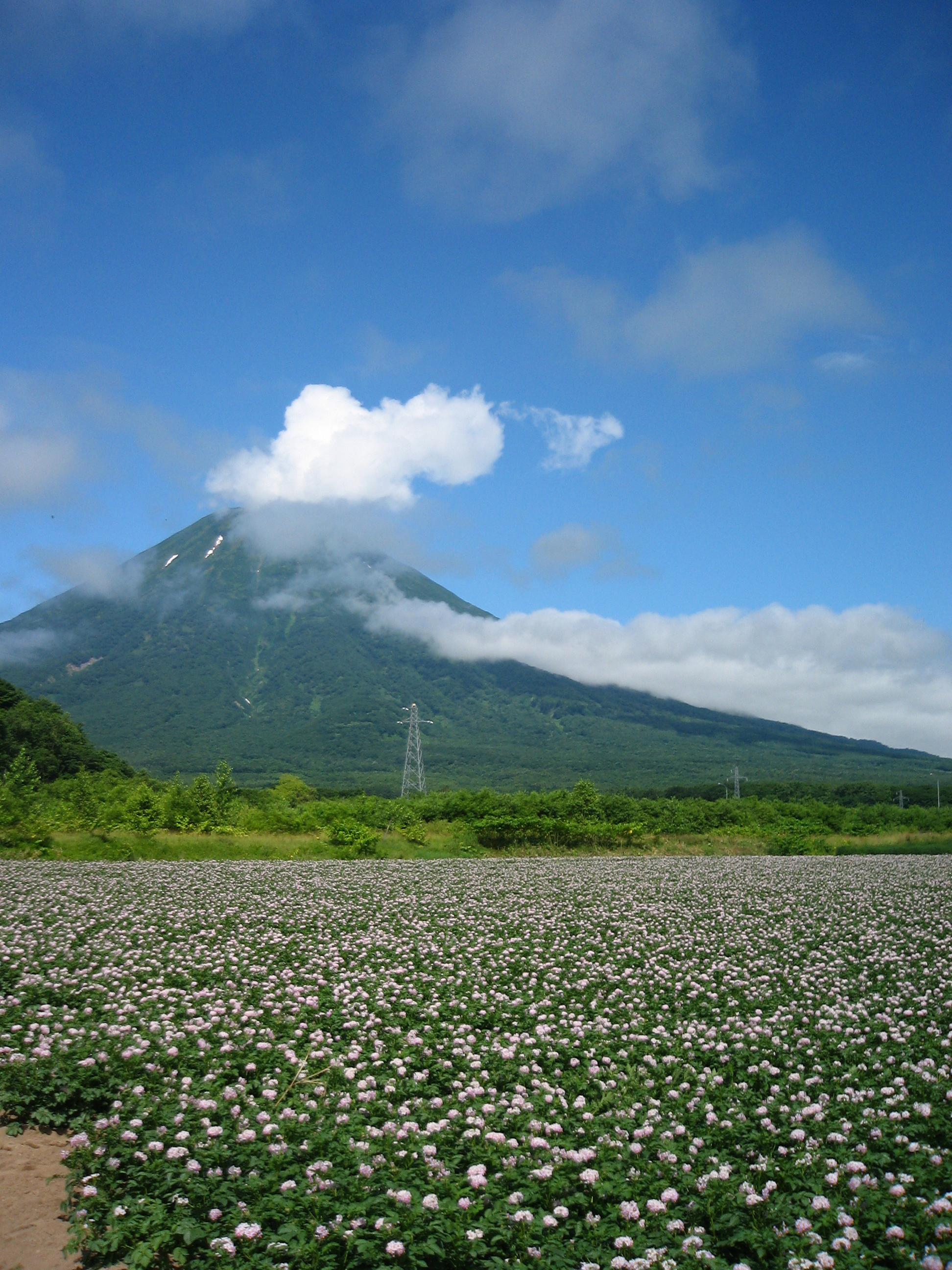 ニセコブログ ニセコでのご宿泊は泉郷コテージへ じゃがいもの花が見頃を迎えています