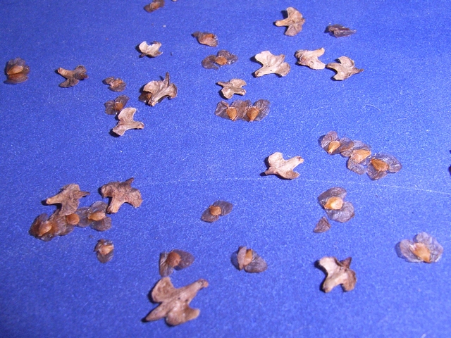 ニセコブログ ニセコでのご宿泊は泉郷コテージへ 白樺の種